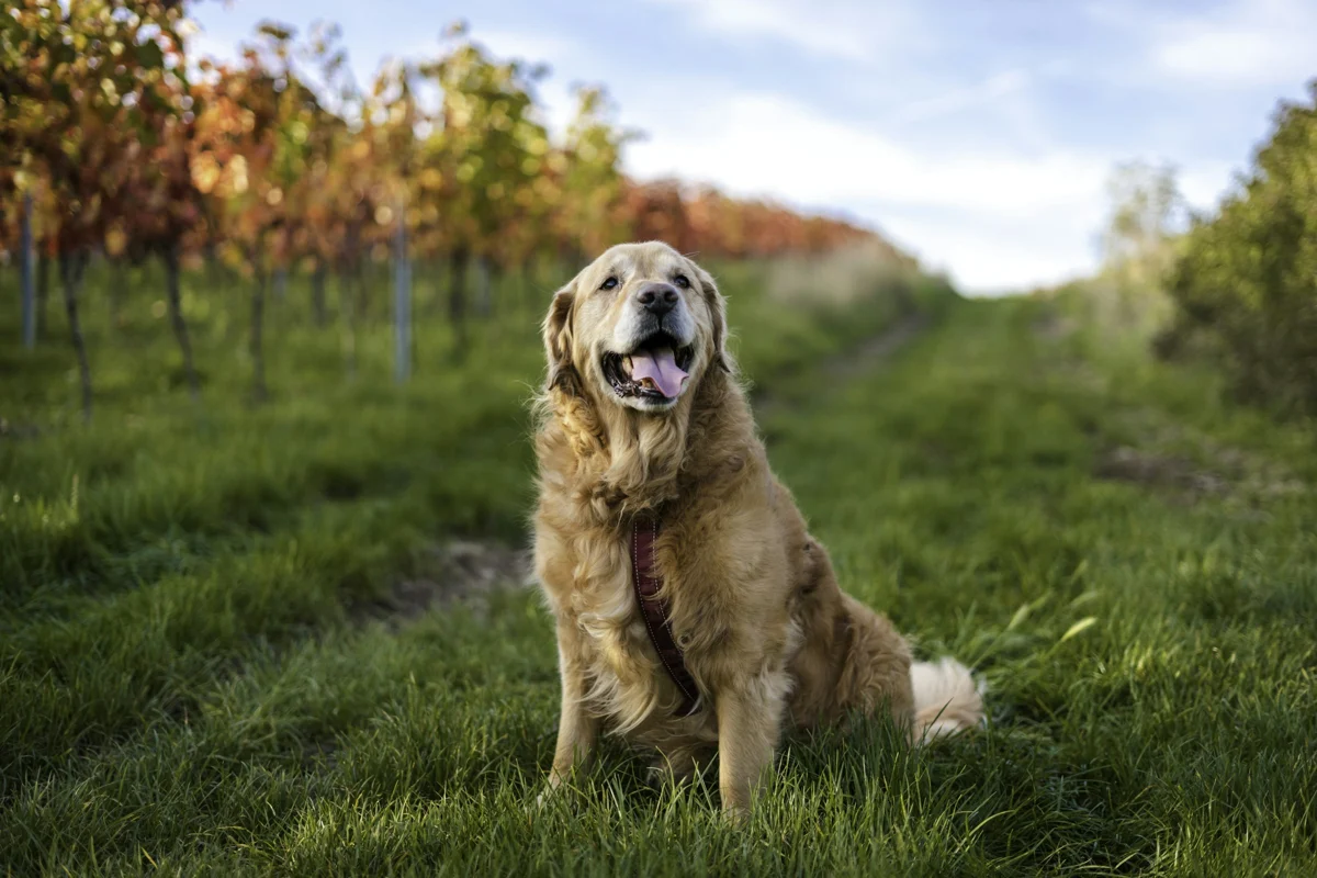 A golden retriever resting outdoors