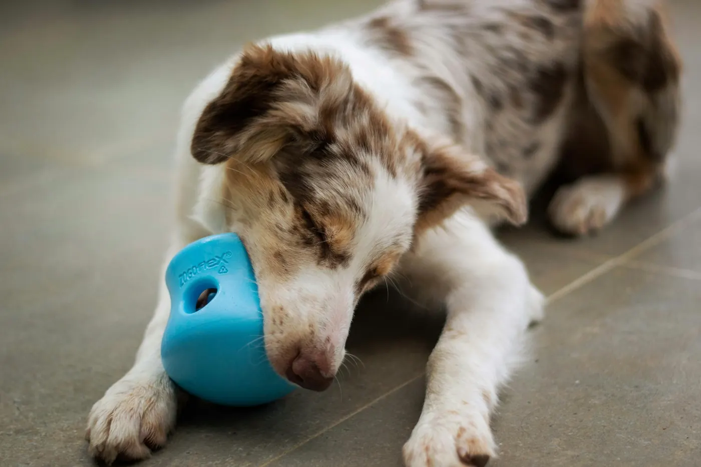 A dog engaging with a toy indoors