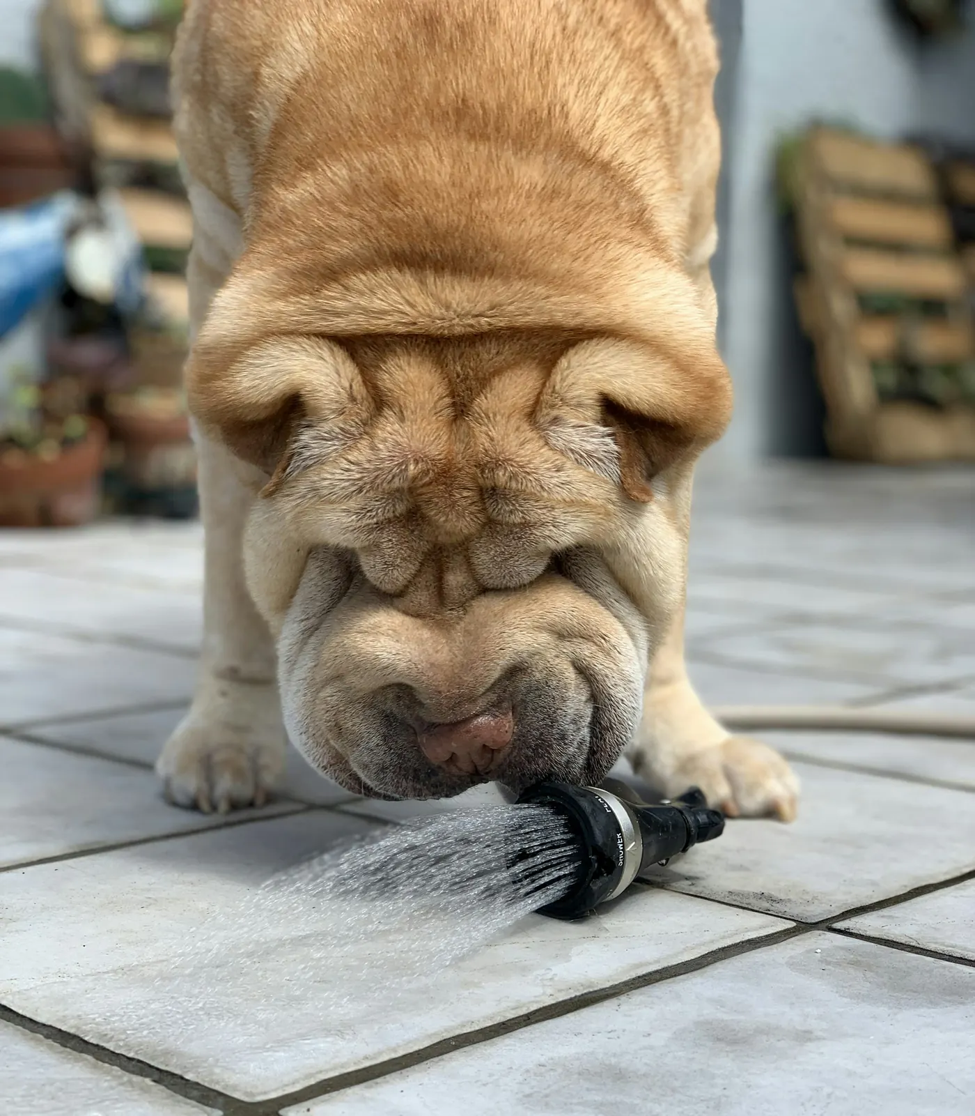 A dog drinking from a garden sprinkler