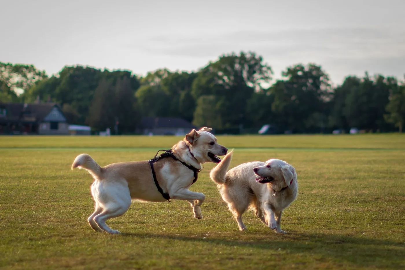 Two dogs running together across a grassy field