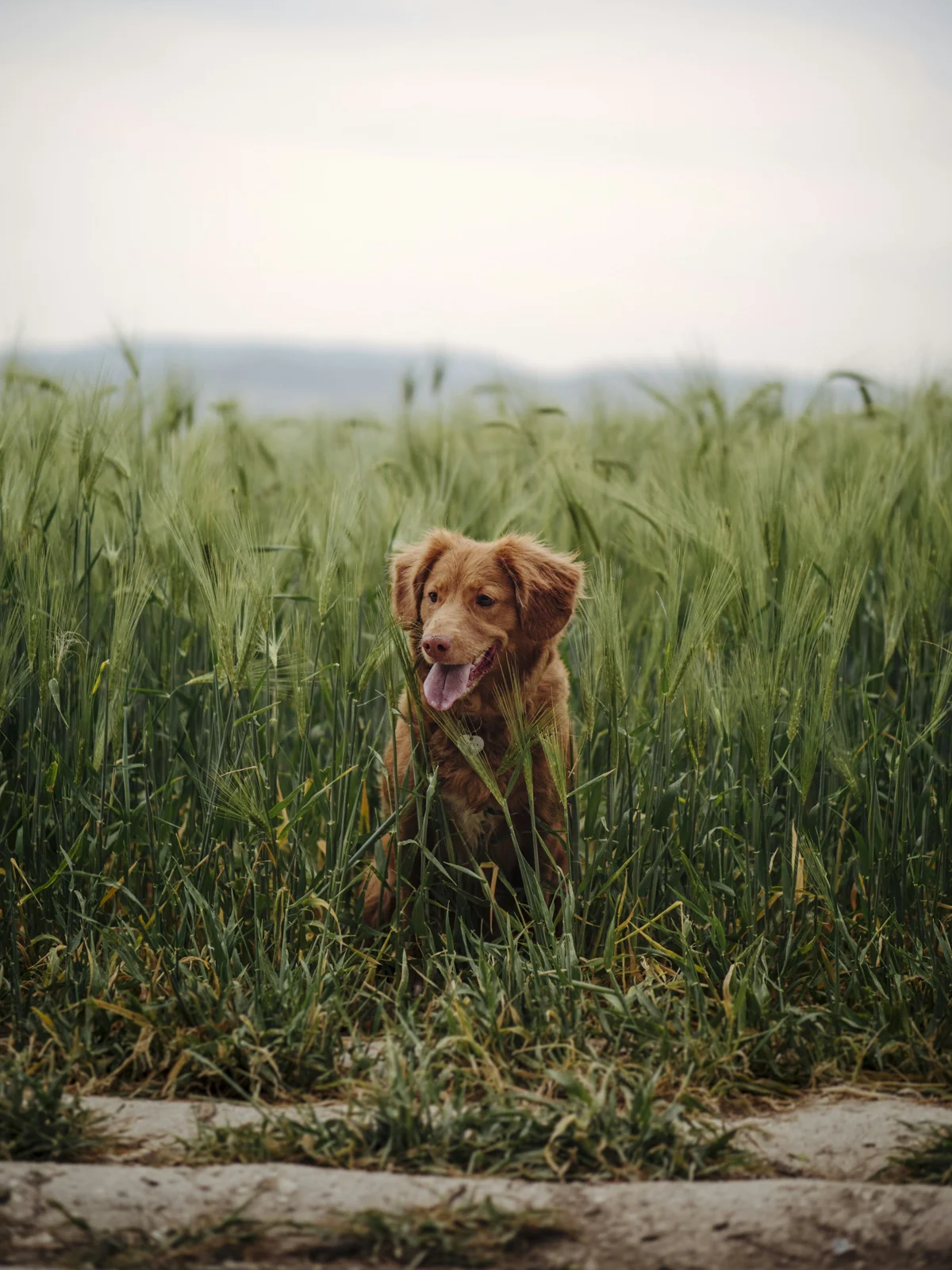 A puppy exploring tall grass