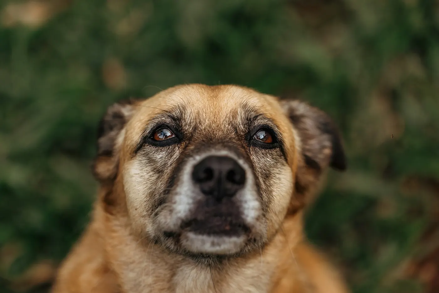 An older dog outside