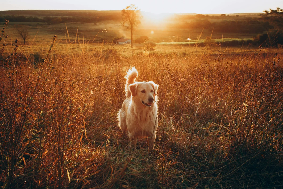 A golden retriever outdoors at sunset