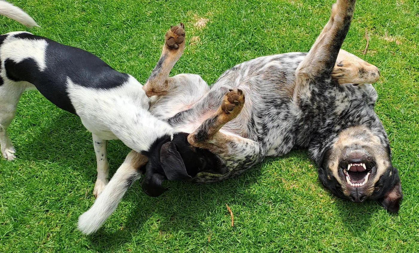 Two dogs rolling in the grass in a family yard